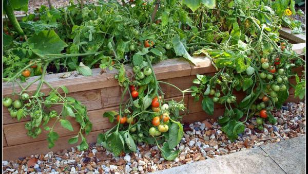 How to turn your Raised Beds into Hot Beds