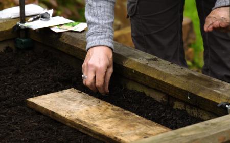 Planting Late Summer Seeds… Choi Sum