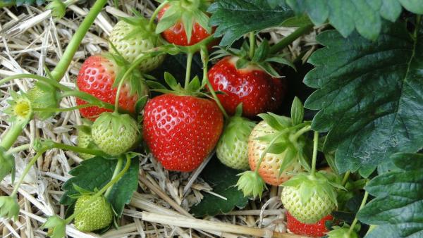 How to grow strawberries in raised beds