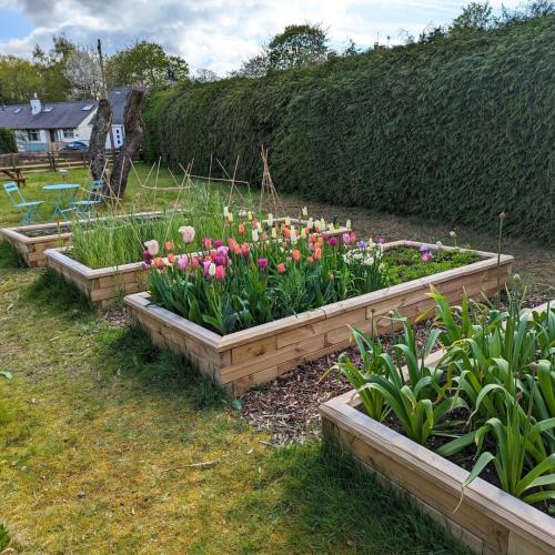 Dan's wooden raised beds