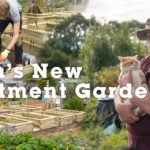 Seans Allotment Garden