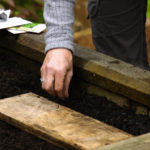 Planting Late Summer Seeds… Choi Sum
