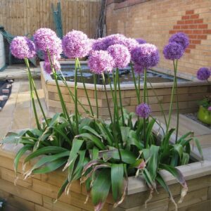 How to build a garden pond using WoodBlocX