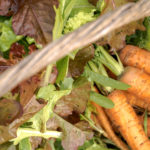 How to Grow Carrots in Raised Beds