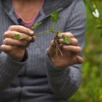 How to deal with Creeping Buttercup