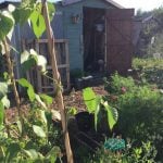 National Allotments Week 2018