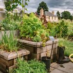 Autumn garden updates