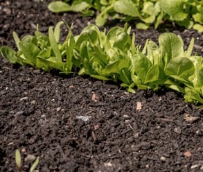 Screen Shot 2021-03-10 at 09.58.12 The benefits of raised beds - improved soil conditions