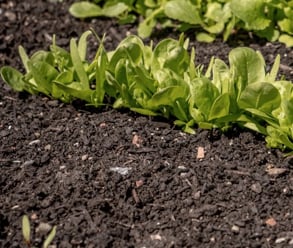 The benefits of raised beds - improved soil conditions