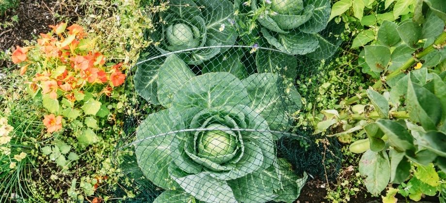 Autumn garden updates