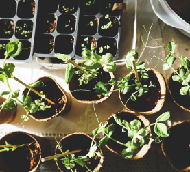 Lockdown garden activities for kids - Seeds to sow during January and February