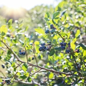 Growing blueberries in raised beds Growing blueberries in raised beds