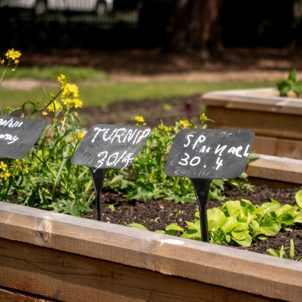 Growing salads Growing salads in raised beds