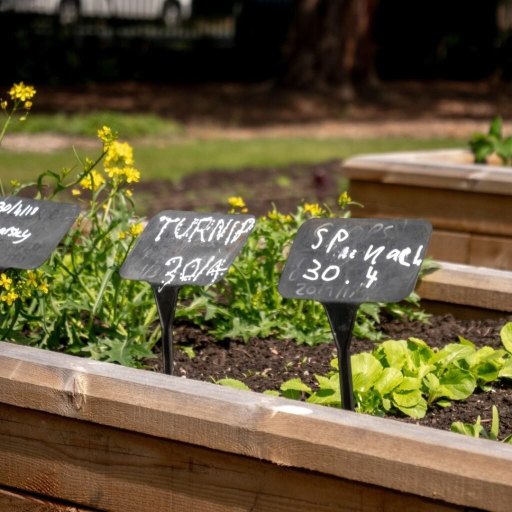 Growing salads in raised beds