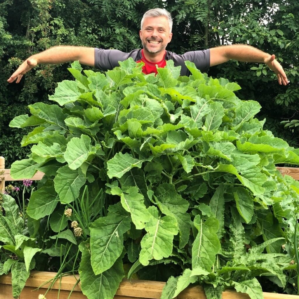 Growing-salads-in-raised-beds