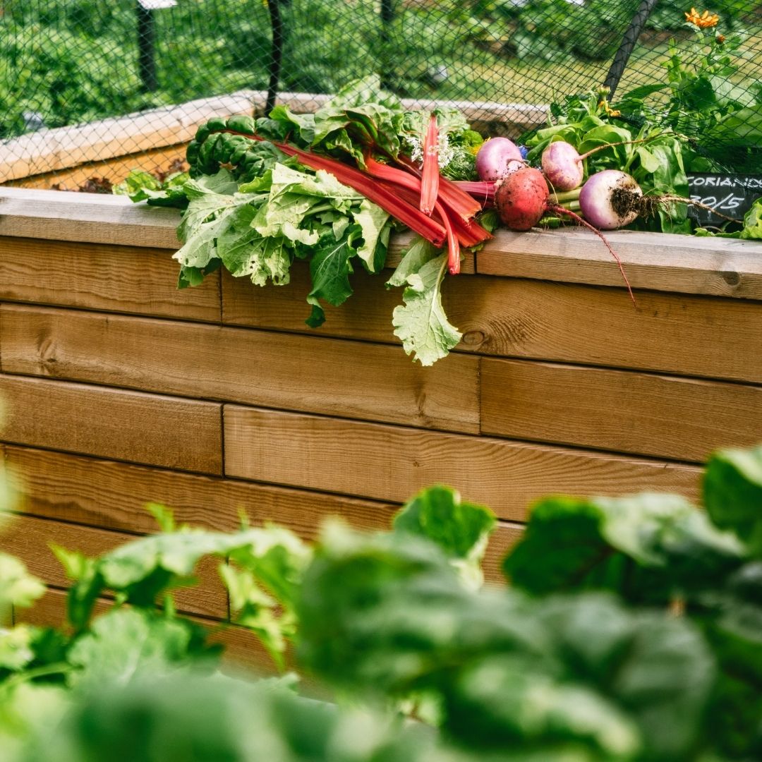 vegetable planter box