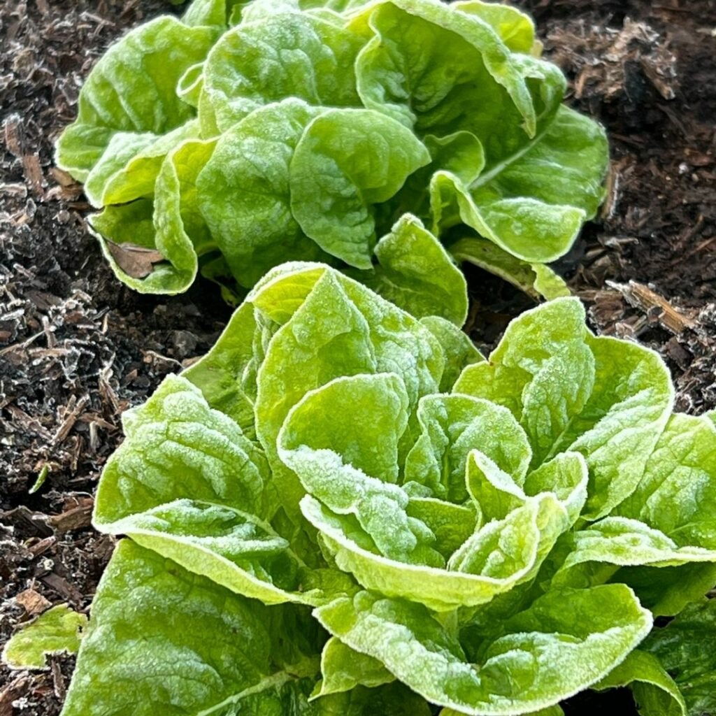What-to-grow-in-a-raised-bed-in-winter What-to-grow-in-a-raised-bed-in-winter