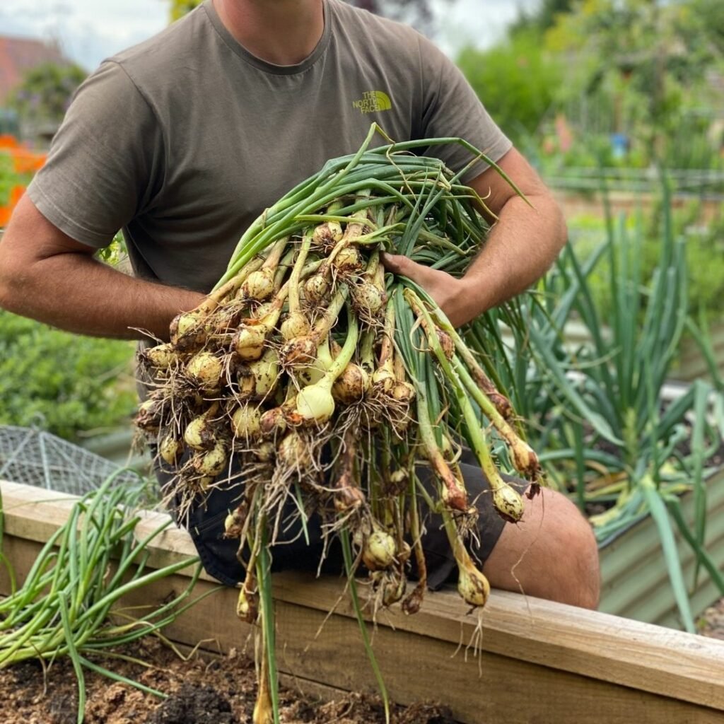 What-veg-can-I-grow-in-raised-beds