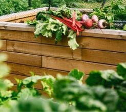 Growing root vegetables in raised beds