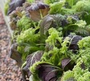 Growing salads in raised beds