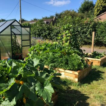 Emily's veg garden