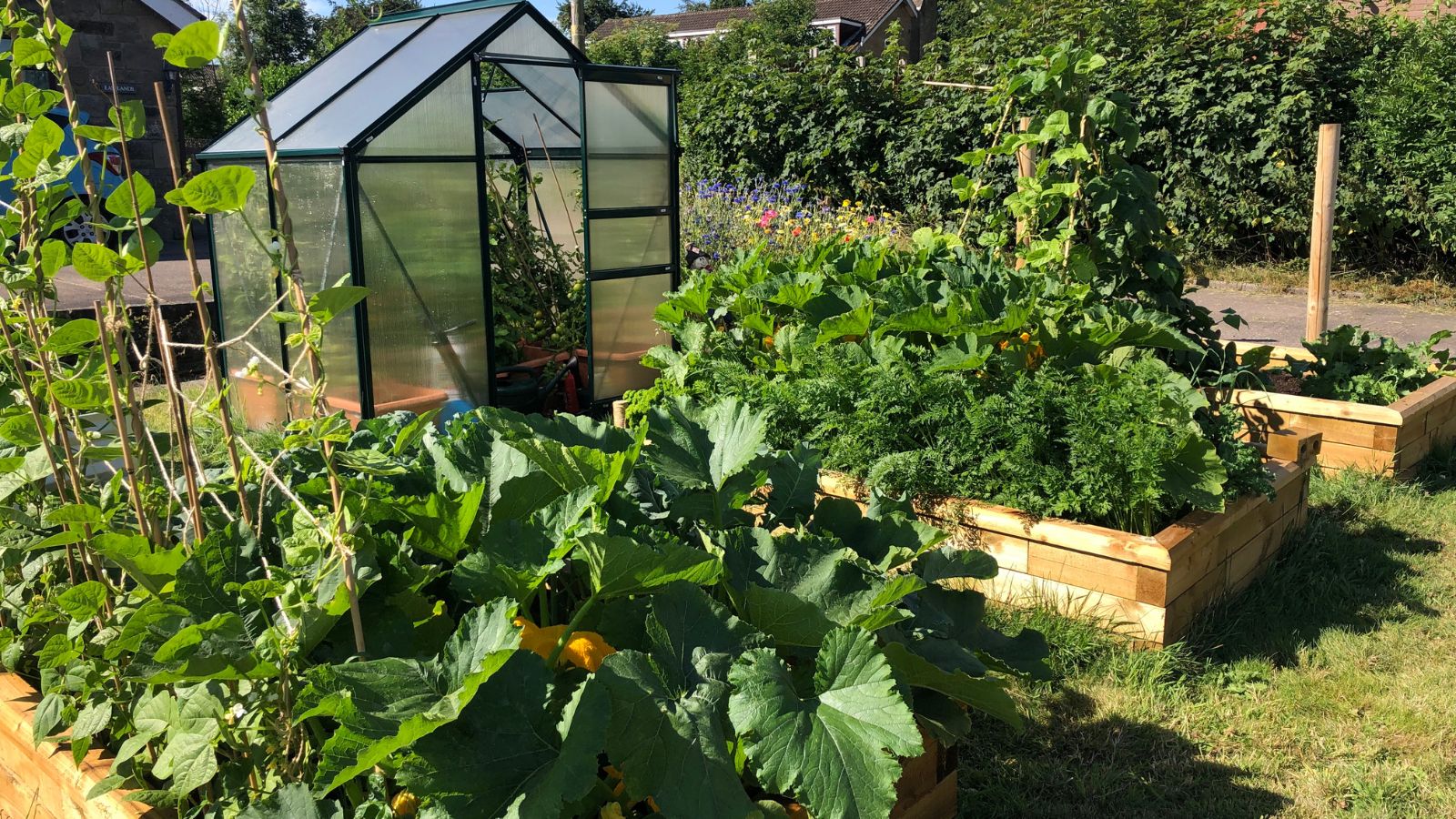 Emily's veg garden