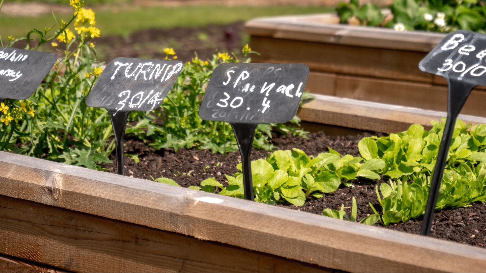 School vegetable garden ideas