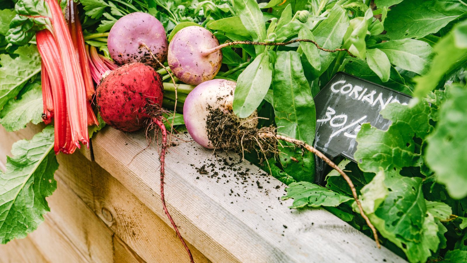 School vegetable garden ideas