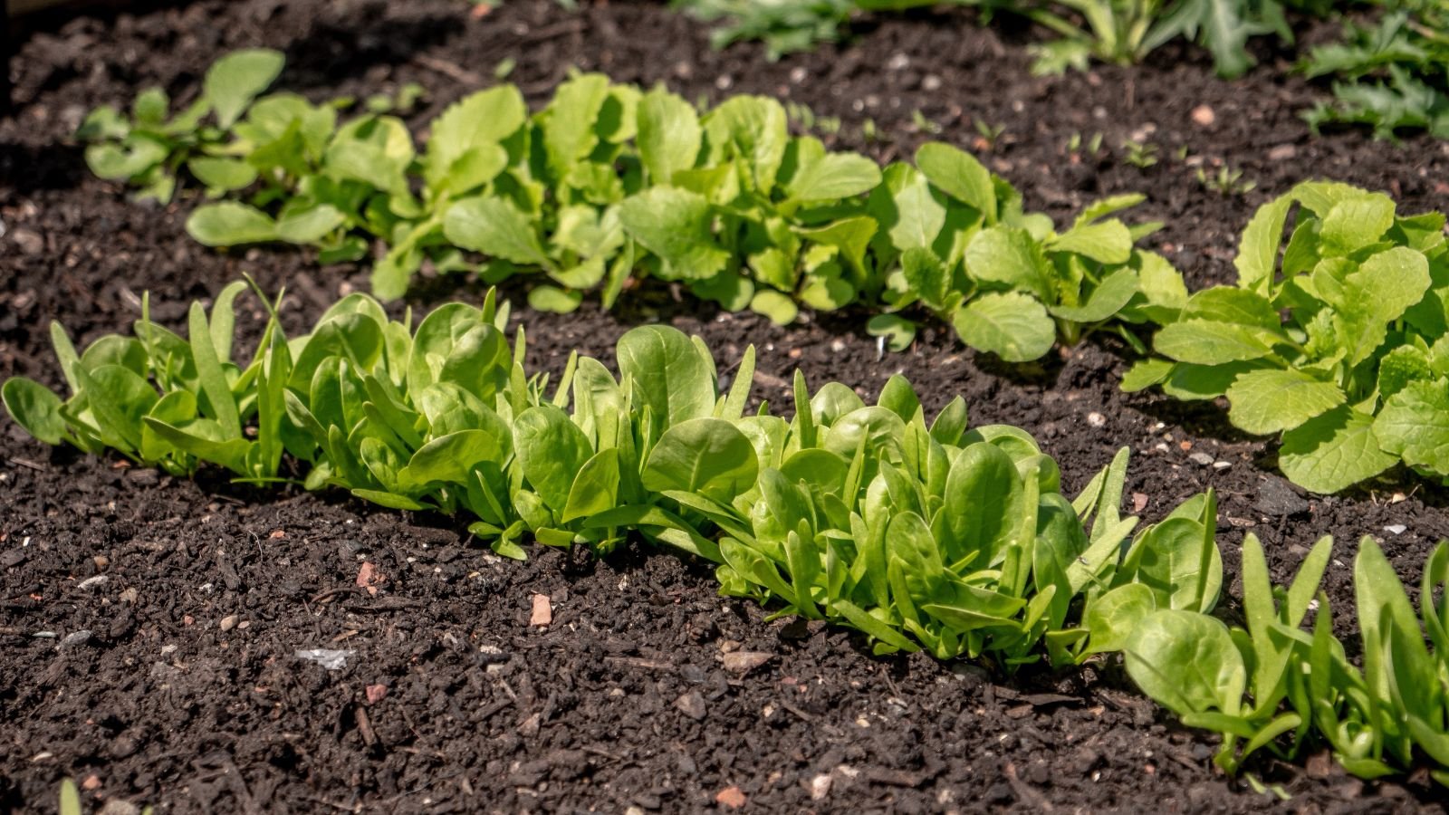 School vegetable garden ideas