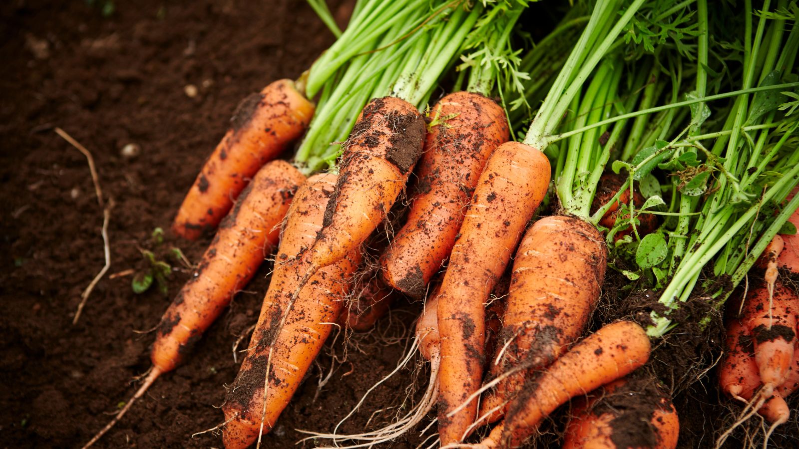 Growing carrots in raised beds