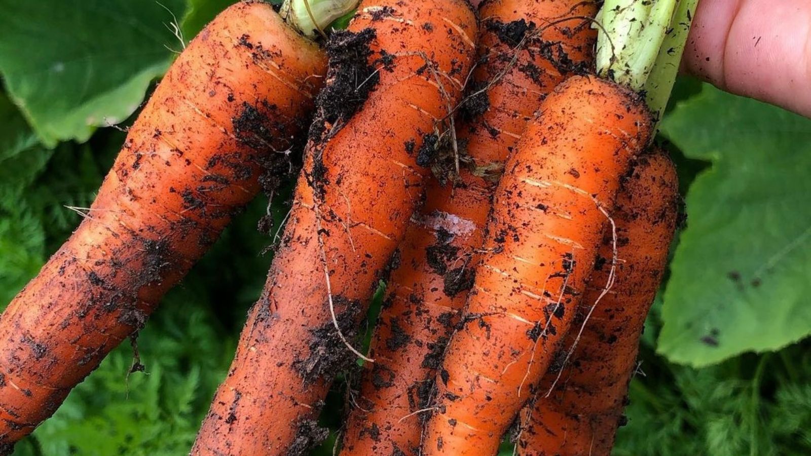How to grow carrots in raised beds