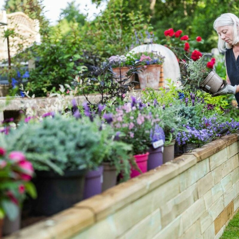 Jill planting